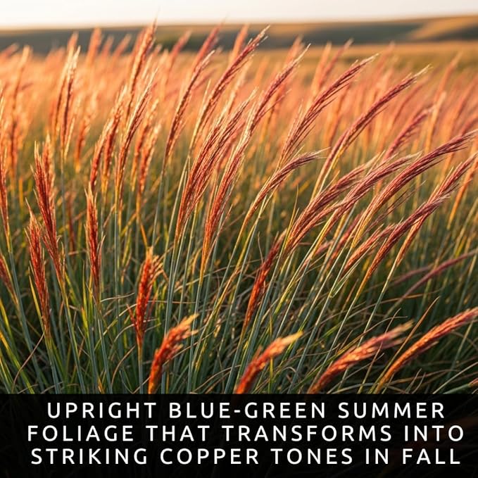 3 Little Bluestem Grass Live Plant Plug– Native Ornamental Grass – Blue-Green Foliage with Red Fall Color – Drought Tolerant Perennial (Schizachyrium scoparium)