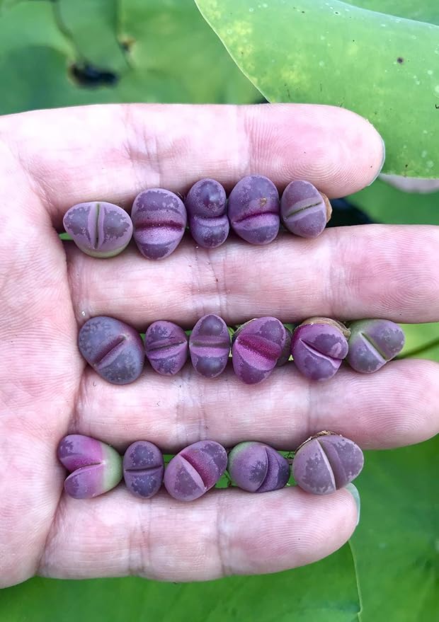 Pack of 3 Live Rare Exotic Lithops Optica cv. Rubra 1-2 Years Old Living Stone Seedling Rare Purple Lithops Collector Item (Smaller Species of Lithops Check Size)