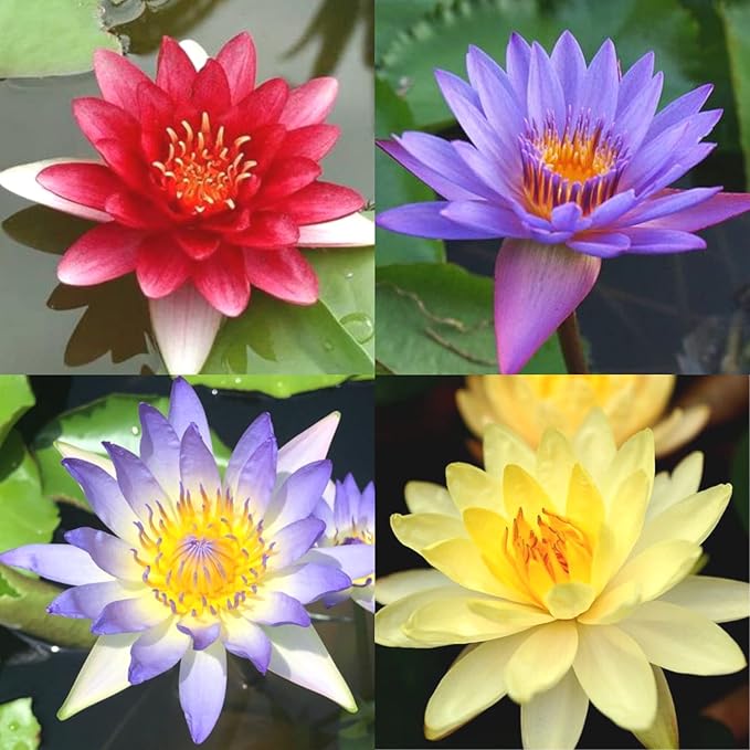 4 Pack Water Lily Tubers Live Aquatic Plant Freshwater Pond Garden Colorful by Greenpro