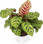 Calathea Peacock Live Plant, Prayer Plants Live HouseplaInts, Indoor Plant for Home Decor, Colorful Calathea Desk Plant