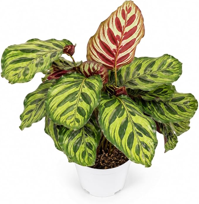 Calathea Peacock Live Plant, Prayer Plants Live HouseplaInts, Indoor Plant for Home Decor, Colorful Calathea Desk Plant