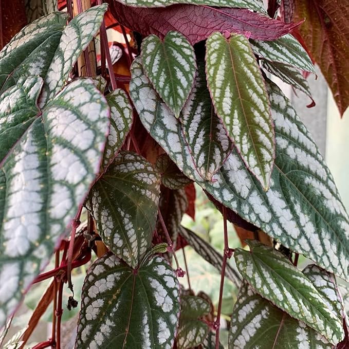 Rex Begonia Vine - 2 Live Starter Plants in 2 Inch Pots - Cissus Discolor - Extremely Rare and Beautiful Vining Indoor Houseplant - Air Purifying