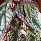 Rex Begonia Vine - Live Starter Plant in a 2 Inch Pot - Cissus Discolor - Extremely Rare and Beautiful Vining Indoor Houseplant - Air Purifying
