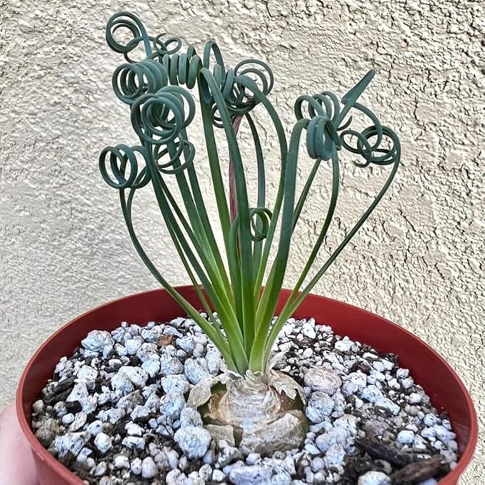 Rare Albuca Spiralis Plant Live in 3" Pot, Corkscrew Frizzle Sizzle Houseplant Ornamental Albuca Spiralis, Curly Grass Succulent Live Plant