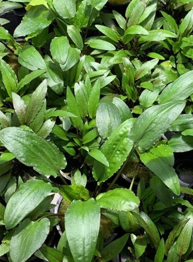 Marcus Fish Tanks - 3X Cryptocoryne Wendtii Green Pots Crypt Wendtii Easy Live Aquarium Plants for Aquatic Freshwater Fish Tank