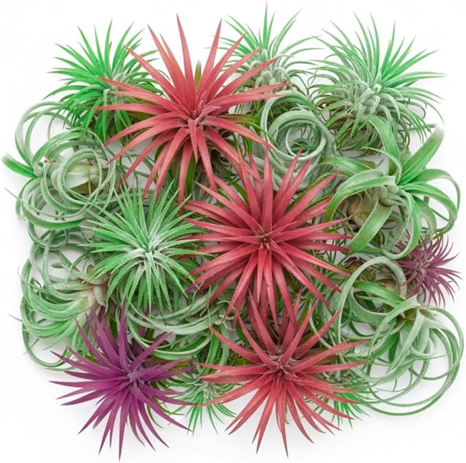 Set of 15 Assorted Air Plants Live, Low Light Tillandsia Indoor Houseplant, Small Medium Size, Easy Care Indoor Plants for Home and Office