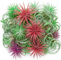 Set of 15 Assorted Air Plants Live, Low Light Tillandsia Indoor Houseplant, Small Medium Size, Easy Care Indoor Plants for Home and Office