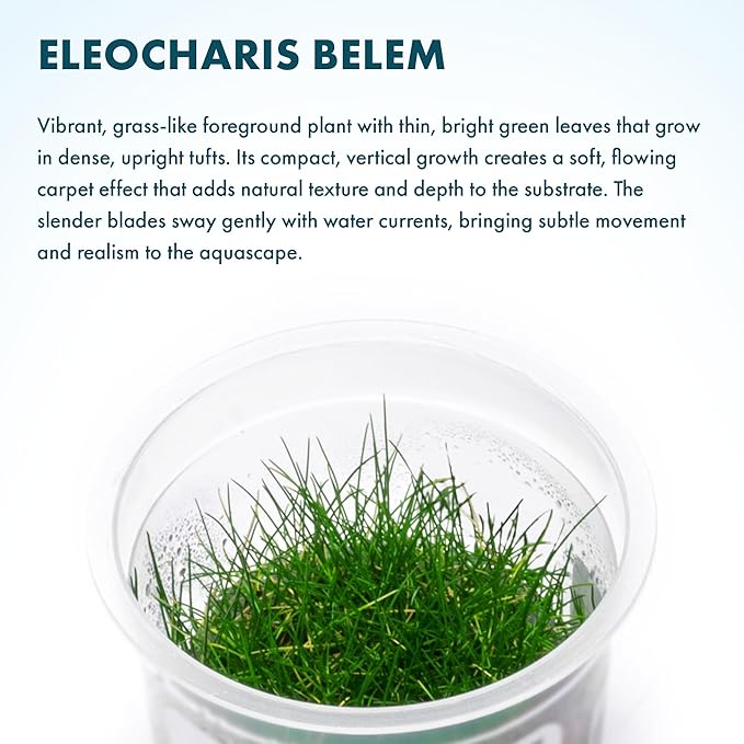 SubstrateSource Live Plant - Dwarf Hairgrass Eleocharis Belem Tissue Culture Aquatic Live Aquarium Plant - 100% Snail Free in Vitro Cup (Dwarf Hairgrass)
