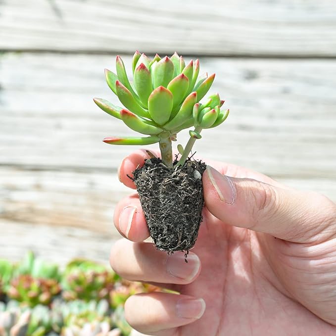Sprout N Green 10 Assorted Succulents with Root, 10 Different Varieties Live Plants Collection, Without Plant Pot, Easy to Care, Great for Gardener Beginner, DIY Projects, Wedding Party Favor