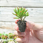 Sprout N Green 10 Assorted Succulents with Root, 10 Different Varieties Live Plants Collection, Without Plant Pot, Easy to Care, Great for Gardener Beginner, DIY Projects, Wedding Party Favor