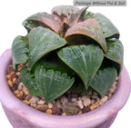 Generic Haworthia Emelyae Rare Succulent Plants Live, Pot 2.7"" Green Live Plant, Soil and Pot Excluded, Garden Indoor Office Desk, Wedding Party Baby Shower Decor, Friend Plant Lovers Gifts