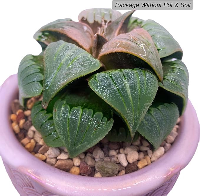 Generic Haworthia Emelyae Rare Succulent Plants Live, Pot 2.7"" Green Live Plant, Soil and Pot Excluded, Garden Indoor Office Desk, Wedding Party Baby Shower Decor, Friend Plant Lovers Gifts