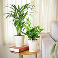 Air Purifier Indoor Plants for Home with Pots- Areca Palm & ZZ Plant