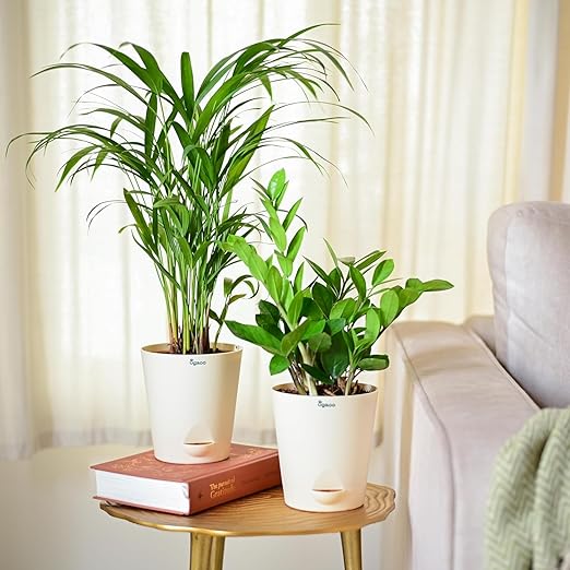 Air Purifier Indoor Plants for Home with Pots- Areca Palm & ZZ Plant