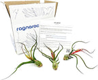 ragnaroc Air Plants - Flowering Tillandsia Bulbosa Guatemala, Large 3-5" - 3ct - Live Arrival Guaranteed - House Plants for Home Decor & Gift