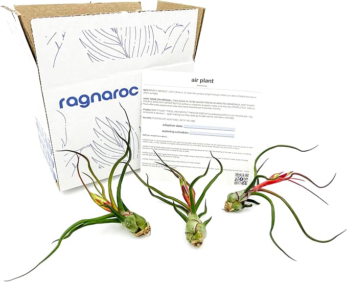 ragnaroc Air Plants - Flowering Tillandsia Bulbosa Guatemala, Large 3-5" - 3ct - Live Arrival Guaranteed - House Plants for Home Decor & Gift