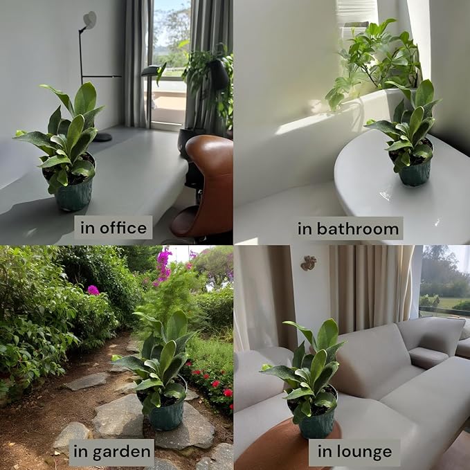 Staghorn Ferns Live Plants in 4" Pot - Ferns Live Plants Outdoor Indoor - Pet Safe Houseplants Flowers for Home Office Wedding Decor & Birthday Gift (Heat Pack Included)