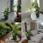 Staghorn Ferns Live Plants in 4" Pot - Ferns Live Plants Outdoor Indoor - Pet Safe Houseplants Flowers for Home Office Wedding Decor & Birthday Gift (Heat Pack Included)