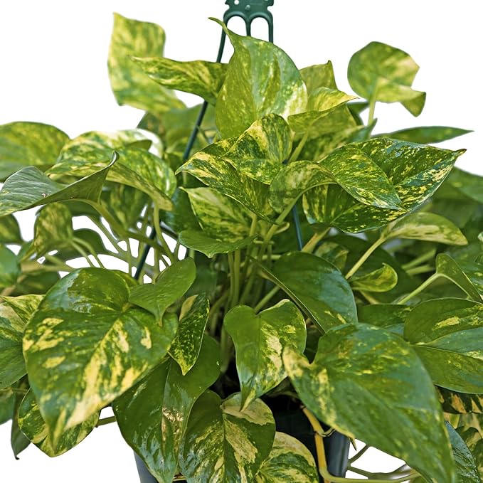 Live Golden Pothos, Devil’s Ivy Plant, Indoor Potted Plant, Mom Birthday Gift Plant, Hanging Plant, Housewarming Gift, Gardener Gift, Houseplant in 8" Hanging Basket