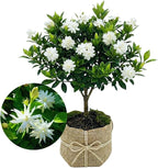 2 Jasmine Plants Live, Climbing Jasmine Flower Plant, Zone 4 to 11, 5 to 7 Inc in Height (Double White)