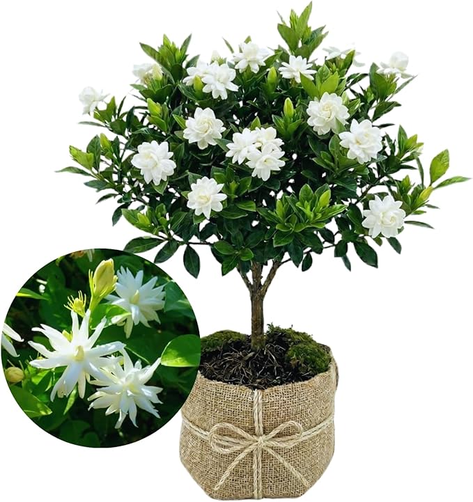 2 Jasmine Plants Live, Climbing Jasmine Flower Plant, Zone 4 to 11, 5 to 7 Inc in Height (Double White)
