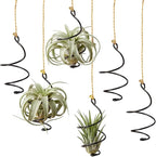 6 Pcs Hanging Air Plant Holder with Ropes Soilless Hanging Plant Holder Modern Plant Stand Display Container Geometric Plant Charms for Tillandsia Succulent Office Home Wall Decor Gifts