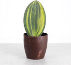 Thorsen's Greenhouse Live Variegated Whale Fin Snake Plant, Low Light, Collector Houseplant, 4-inch Diameter Mature Plant (Copper)