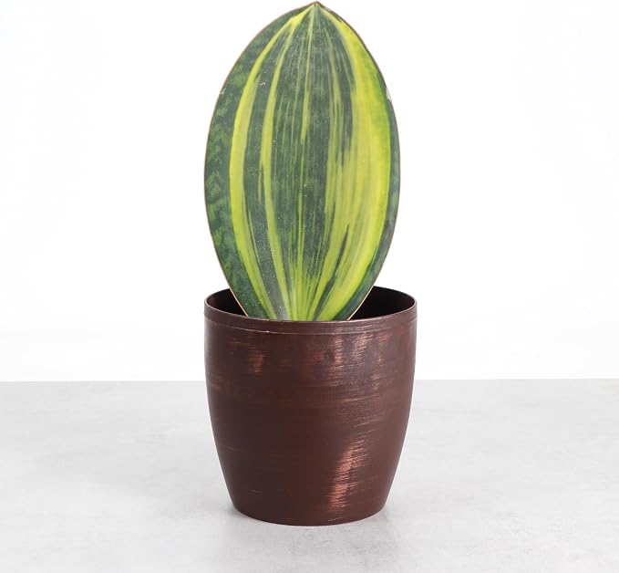 Thorsen's Greenhouse Live Variegated Whale Fin Snake Plant, Low Light, Collector Houseplant, 4-inch Diameter Mature Plant (Copper)