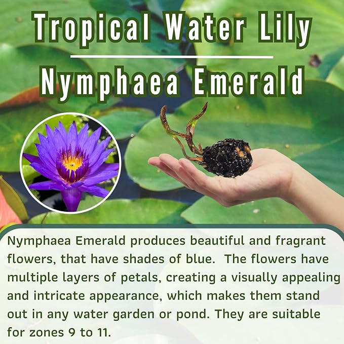 Mainam Mix Colorful Tropical Water Lily Tuber Live Aquarium Plant for Freshwater Fish Pond Balcony Buy 2 GET Fertilizer Free (Blue Nymphaea Emerald)