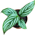 PLANTVERS Live Calathea Plant in 2" Grow Pot – Easy Care & Low Maintenance Tropical Houseplant – Air Purifying Indoor Plant for Low Light & Home Décor (Calathea 'Vittata')