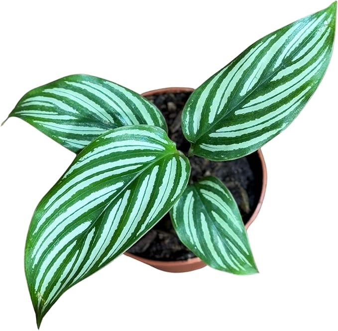 PLANTVERS Live Calathea Plant in 2" Grow Pot – Easy Care & Low Maintenance Tropical Houseplant – Air Purifying Indoor Plant for Low Light & Home Décor (Calathea 'Vitatta')
