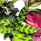 BubbleBlooms Calathea Assortment, 2 inch Set of 5, Peacock Prayer Plant Set Regal Indoor Foliage