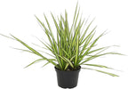Real Dracaena Marginata 'Sunray' Dragon Tree in 6" Grower Pot, Live Houseplant, Easy Plant Decor, Air Purifying Houseplants for Home or Office by Plants for Pets