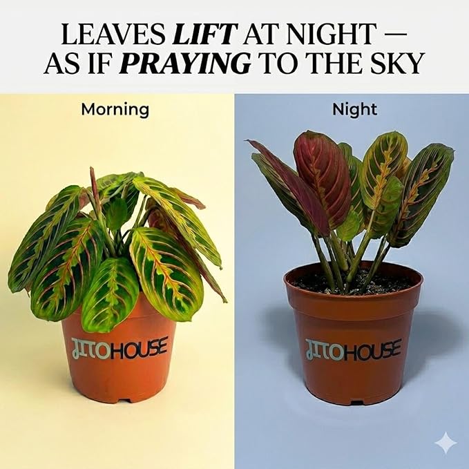 Live Red Maranta Prayer Plant in 4” Pot | Pet Friendly Indoor Houseplant | Leaves Move & Fold at Night | Easy Care Fast Growing Plant for Home, Office & Apartment Décor | Gift by JitoHouse