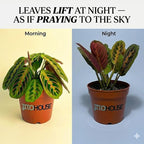 Live Red Maranta Prayer Plant in 4” Pot | Pet Friendly Indoor Houseplant | Leaves Move & Fold at Night | Easy Care Fast Growing Plant for Home, Office & Apartment Décor | Gift by JitoHouse