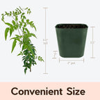 My Shelfie - Mini Pink Jasmine Plant Vine Starter in 2-Inch Pot, Live Plants Outdoor Setting, 3-5 Inches Tall, Pet-Friendly, 1-Piece
