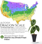 Alocasia Dragon Scale (4 Pack) Live Plant, Rare Indoor Alocasia, Elephant Ear Tropical Houseplant, Textured Foliage Plant, Starter Size Alocasia Plant,Houseplant for Home Decor and Indoor Growing