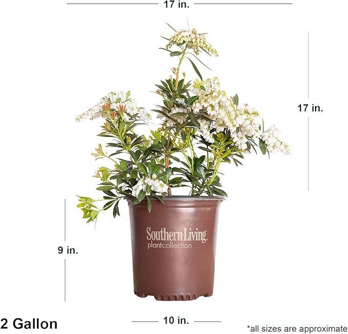 Mountain Snow Pieris (2 Gallon) Blooming Evergreen Shrub with White Flowers - Part Shade to Shade Live Outdoor Plant