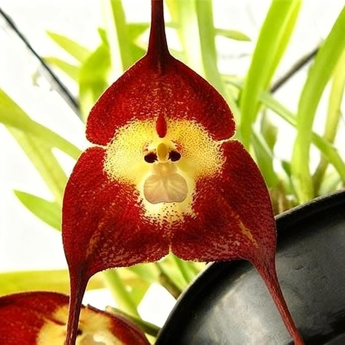 200+ Monkey Orchid Seeds for Planting, Perennial Rare Monkey Orchid Seed, Non-GMO Dracula Flowers Seeds for Bonsai Decoration, Home Garden