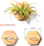 MITIME Air Plants Holders-Real Wood Live Air Plant Holders.Rustic Air Plant Stand,Wall-mounted to save space.(Plants not included)( Hexagonal Set of 6