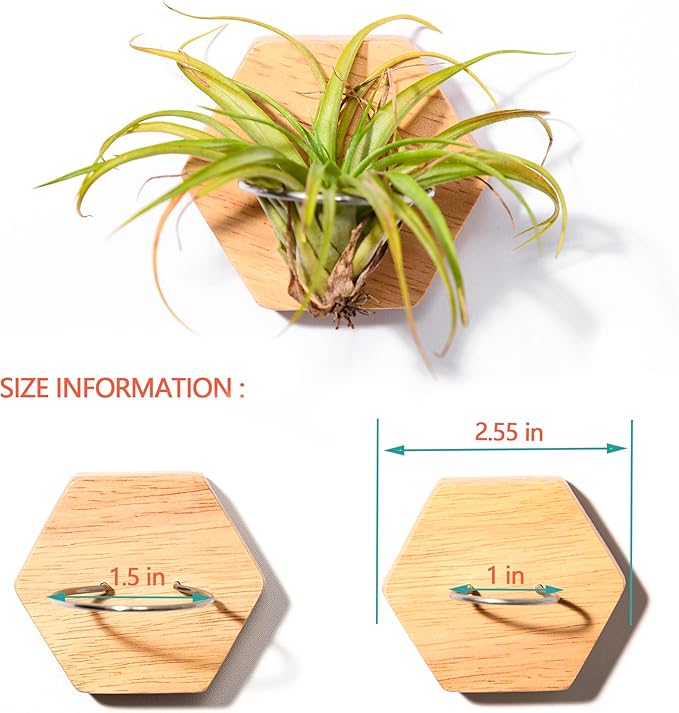 MITIME Air Plants Holders-Real Wood Live Air Plant Holders.Rustic Air Plant Stand,Wall-mounted to save space.(Plants not included)( Hexagonal Set of 6