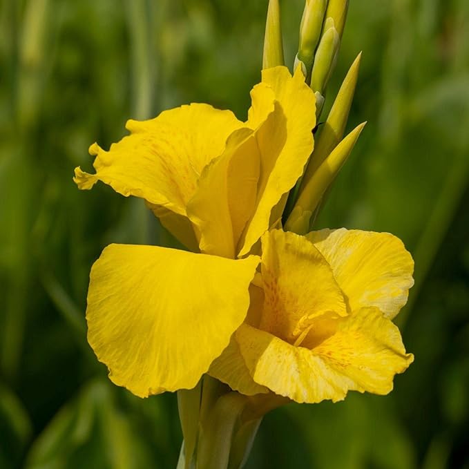 Chalily Yellow Canna 'Ra', a Great Live Pond Plant for Your Water Garden. Filters The koi and Goldfish Pond. Good for Bogs, Plant Shelf or Shallow Water This marginal Aquatic is a Real Beauty