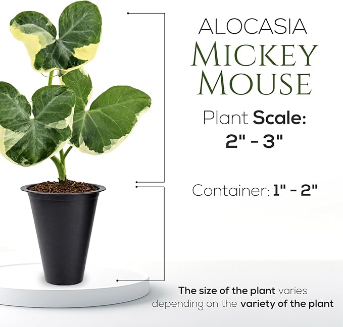 Alocasia Mickey Mouse (4 Pack) Live Plant,Rare Indoor Alocasia, Elephant Ear Houseplant,Unique Mickey Mouse Leaf Shape Plant,Tropical Houseplant Live, Starter Size Alocasia Plant for Indoor Home Decor