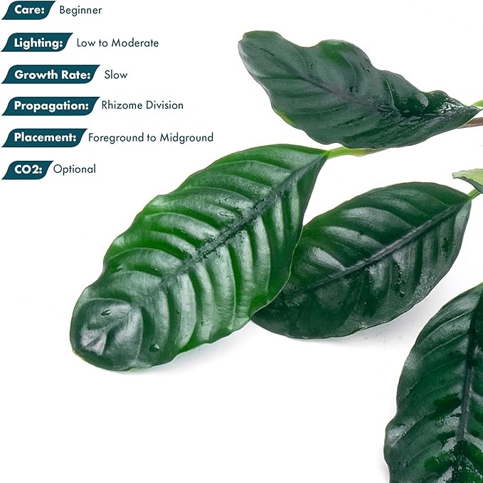 SubstrateSource Anubias Live Aquarium Plants - Potted Freshwater Plant for Fish Tanks, Terrariums - Beginner Friendly Low Light (Barteri Coffeefolia, 1 Pot)