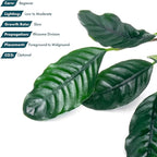 SubstrateSource Anubias Live Aquarium Plants - Potted Freshwater Plant for Fish Tanks, Terrariums - Beginner Friendly Low Light (Barteri Coffeefolia, 1 Pot)
