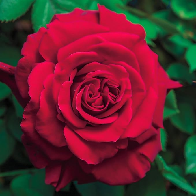 Heirloom Climbing Roses, Live Own Root Plant for Outdoor Garden, Lady in Red™, Lightly Fragrant, Hardiness Zones 4-10, Repeat Blooming