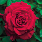 Heirloom Climbing Roses, Live Own Root Plant for Outdoor Garden, Lady in Red™, Lightly Fragrant, Hardiness Zones 4-10, Repeat Blooming