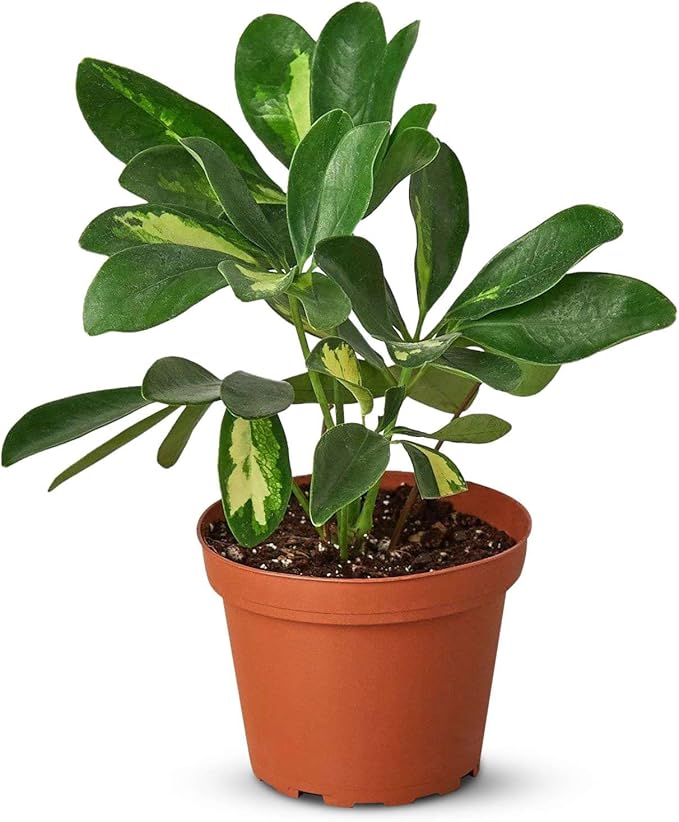 Schefflera Variegated Live Plant for Indoor | Different Houseplants in 4'' & 6'' Pot | Real House Plant for Living Room, Office, Desk & Bathroom | Arboricola Dwarf Umbrella Tree