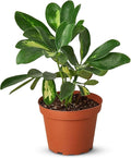 Schefflera Variegated Live Plant for Indoor | Different Houseplants in 4'' & 6'' Pot | Real House Plant for Living Room, Office, Desk & Bathroom | Arboricola Dwarf Umbrella Tree