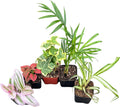 Live Indoor House Plants Collection, 2 Inch Potted Mixed Varieties, Set of 5 Plants for Home Decor